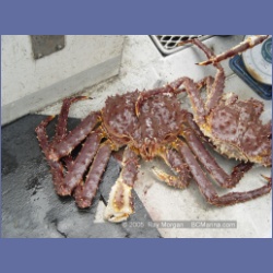 2005_1562_Anyox_King_Crabs.html